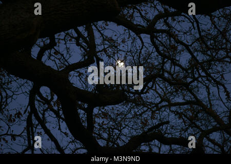 Moon between tree branches in tuscany, italy Stock Photo