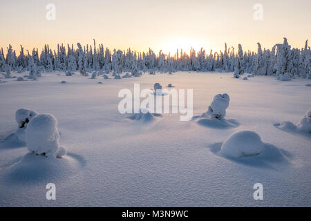 Snow-laden forests of northern Finland Stock Photo