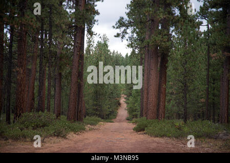 Cinder-covered road through a forest of old-growth Ponderosa Pine trees in central Oregon Stock Photo