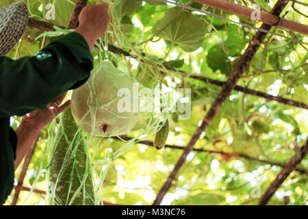 Gardeners are taking care of fruits and vegetables in the garden. Stock Photo