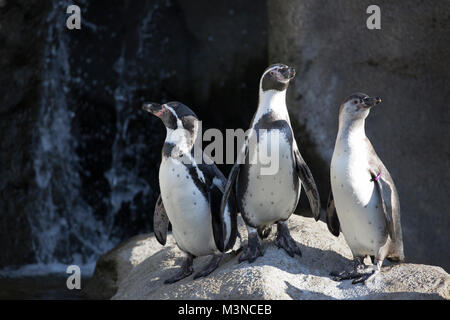 Humboldt Penguins on rock (Spheniscus humboldti) Stock Photo