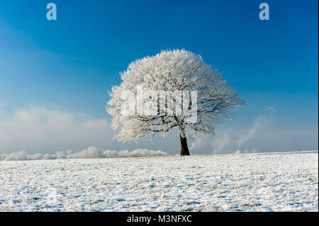 Winter scene in the Lancashire countryside deep frost and snow cover a frozen oak tree against a blue sky Stock Photo