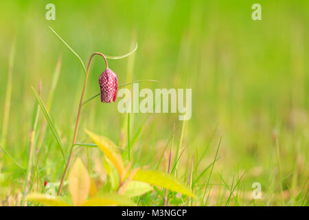 A blooming purple Snake's head fritillary flower (Fritillaria meleagris) in a colorful meadow during Springtime season. Stock Photo