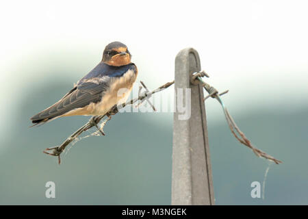Closeup of a Barn Swallow (Hirundo rustica) resting after hunting on barbwire. This is the most widespread species of swallow in the world and the nat