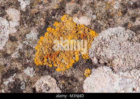 yellow lichens on a rock, Castelltallat, Catalonia, Spain Stock Photo