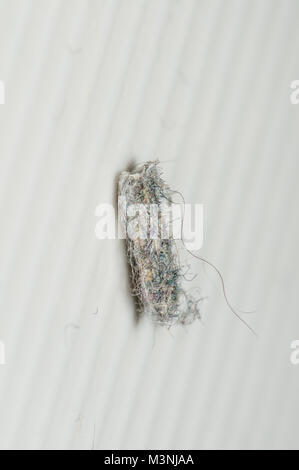 meal moth, Pyralis farinalis, on a white bathrrom tile Stock Photo