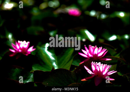 two or more Pink Water Lillies in bloom Stock Photo