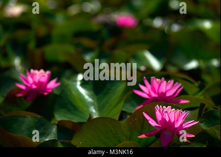 two or more Pink Water Lillies in bloom Stock Photo