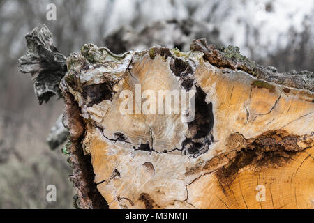 Close-up of a tree trunk with decorative bark on the edge. Beautiful view of wooden texture of the log in a cut with a blurred winter background. Stock Photo