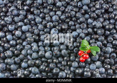 Delicious blueberries and cranberries as background. Decorative blue texture from bilberries and beautiful cranberry twig with green leaves. Stock Photo