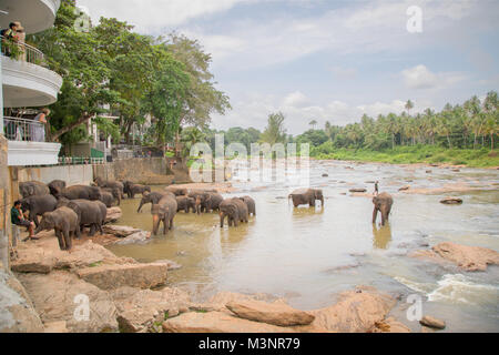 Pinnawala Elephant Orphanage views from the hotel elephants enjoying a morning bath in the river Stock Photo