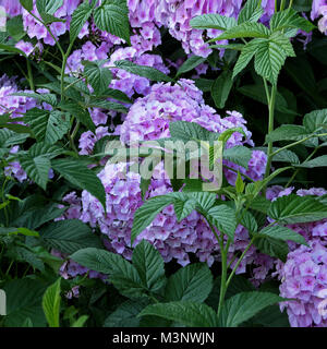 Phlox in bloom in the middle of raspberries (Potager de Suzanne, Le Pas, Mayenne, Pays de la Loire, France). Stock Photo