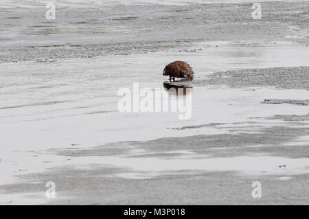 Vadnais Heights, Minnesota. Vadnais Lake Regional Park.  Muskrat, Ondatra zibethicus, on the edge of the ice getting ready to go into the water in the Stock Photo