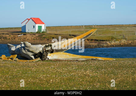 Old whale bones lying on the coast of Bleaker Island in the Falkland Islands. Stock Photo