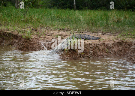 A crocodile in a mangrove diving into the Sierpe River, on the Pacific coast of southern Costa Rica. Stock Photo