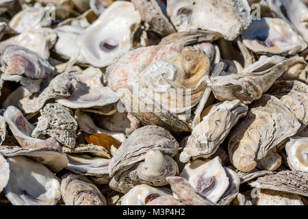 Close up of Sun Shining on Shells on Florida Beach Stock Photo