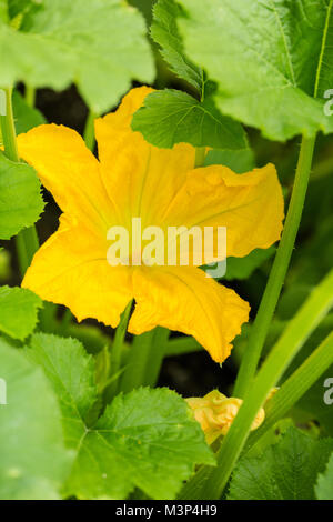 Summer squash blossoms in a summertime garden in Issaquah, Washington, USA. Stock Photo