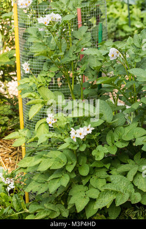 Potato plant with blossoms in a garden in Issaquah, Washington, USA.  Potato plants produce flowers during the end of their growing season. Stock Photo