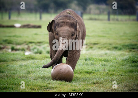 Asian Elephant at ZSL Whipsnade Zoo Stock Photo