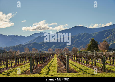 A vineyard below Wither Hills near Blenheim, South Island, New Zealand Stock Photo