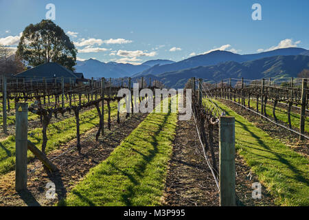 A vineyard below Wither Hills near Blenheim, South Island, New Zealand Stock Photo