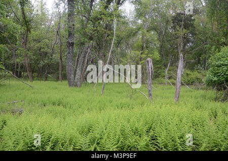 a atmospheric new english wood with hay-scented type ferns and trees rhode island USA Stock Photo