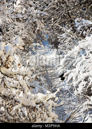 Road in the wood covered with snow and  illuminated  by sun Stock Photo