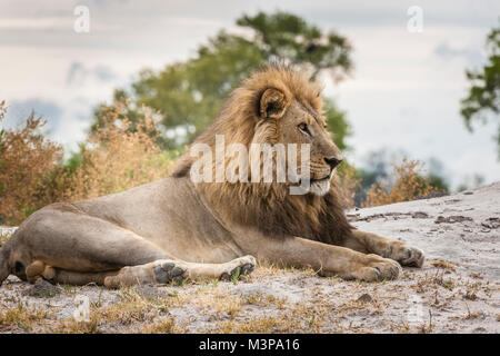 'A male lion (Panthera leo) lying on the side of a termite mound. Okavango Delta, Botswana.' Stock Photo