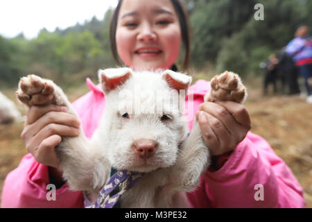 Kaili, China's Guizhou Province. 11th Feb, 2018. A girl poses for photos with a Xiasi hound to greet the approaching Chinese Lunar Year of the Dog in Xiasi ancient town of Kaili City, southwest China's Guizhou Province, Feb. 11, 2018. Xiasi hound is a famous hound species in China. Chinese zodiac assigns one animal to represent each year in a 12-year cycle. The year of dog begins on Feb. 16 this year. Credit: Wu Jibin/Xinhua/Alamy Live News Stock Photo