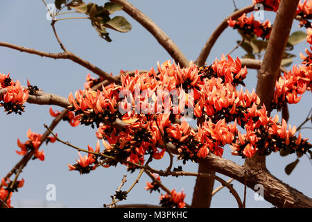 DHAKA, BANGLADESH - FEBRUARY 12, 2018: Butea Monosperma, also known as “Flame of the forest” is in full bloom on a tree at Dhaka, Bangladesh. Butea Monosperma is a species of Butea native to tropical and sub-tropical parts of the Indian Subcontinent and Southeast Asia. In Bangladesh “Flame of the forest” is known as Polash and it’s become an indispensable part of the celebration of spring. Credit: SK Hasan Ali/Alamy Live News Stock Photo