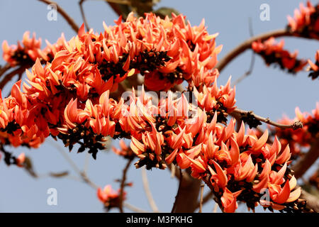 DHAKA, BANGLADESH - FEBRUARY 12, 2018: Butea Monosperma, also known as “Flame of the forest” is in full bloom on a tree at Dhaka, Bangladesh. Butea Monosperma is a species of Butea native to tropical and sub-tropical parts of the Indian Subcontinent and Southeast Asia. In Bangladesh “Flame of the forest” is known as Polash and it’s become an indispensable part of the celebration of spring. Credit: SK Hasan Ali/Alamy Live News Stock Photo