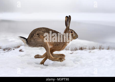 Hare running in the winter field Stock Photo