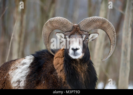 Winter portrait of big mouflon animal. Mouflon, Ovis orientalis, forest horned animal in nature habitat Stock Photo
