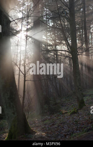 A ray of sun breaking through the trees in the forest Stock Photo