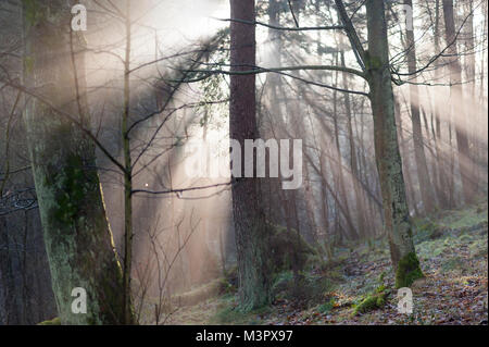 A ray of sun breaking through the trees in the forest Stock Photo