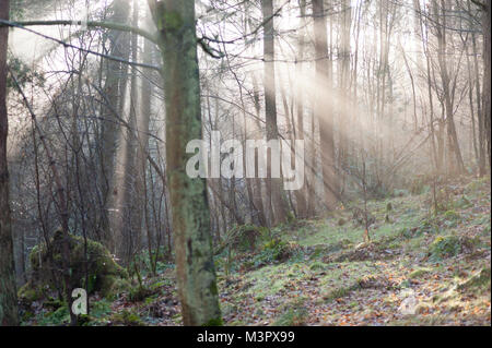 A ray of sun breaking through the trees in the forest Stock Photo