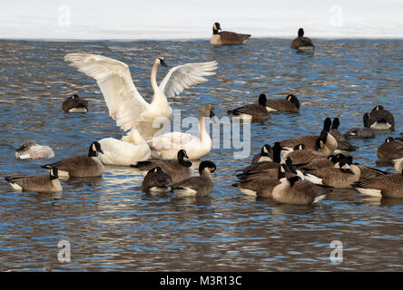 Trumpeter swan (Cygnus buccinator) and Canada geese (Branta canadensis) in a freezing stream in winter, Saylorville lake, Iowa