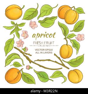 apricot branch elements set on white background Stock Vector