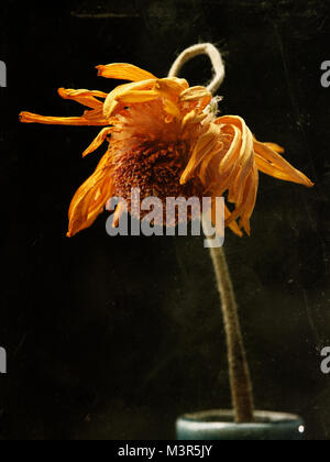 Withered yellow daisy flower on a dark background Stock Photo