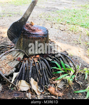 Trees were felled, leaving only a stump, A knife stuck in the top. Stock Photo