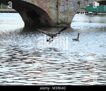 Branta canadensis (Canada Goose)  in flight across the water, River Avon, Stratford Upon Avon, Warwickshire. Stock Photo