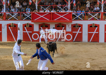 Course Landaise - a humane form of bullfighting involving dodging, leaping and somersaulting over agile horned wild cows,  Manciet, Gers, France Stock Photo