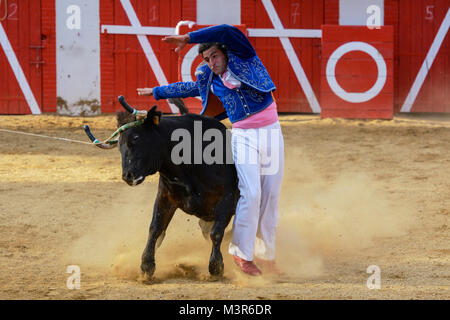 Course Landaise - a humane form of bullfighting involving dodging, leaping and somersaulting over agile horned wild cows,  Manciet, Gers, France Stock Photo