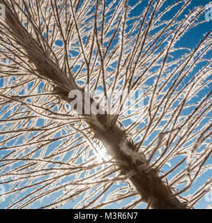 Echium wildpretii plant in winter in Teide national park on Tenerife, Canary Island, Spain. See image AD1DNF or J508A8 for plant in flower. Stock Photo