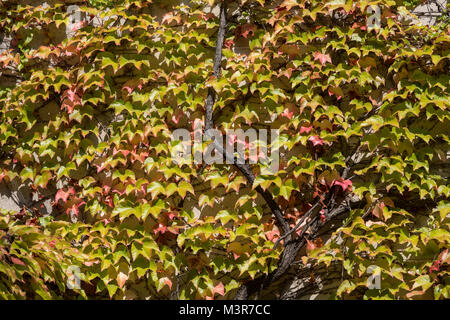 The wall  covered by greenand red  leaves of ivy. Stock Photo