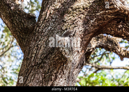 A grey squirrel camouflaged on tree bark, Miami, Florida, USA. Stock Photo