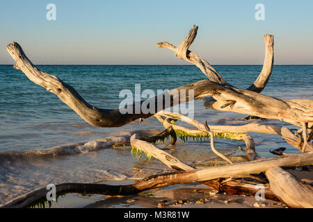 Dried branches on the beach of Cayo Jutias near Vinales (Cuba) Stock Photo