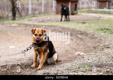 Sad dog on chain. Life in the animal shelter. Stock Photo