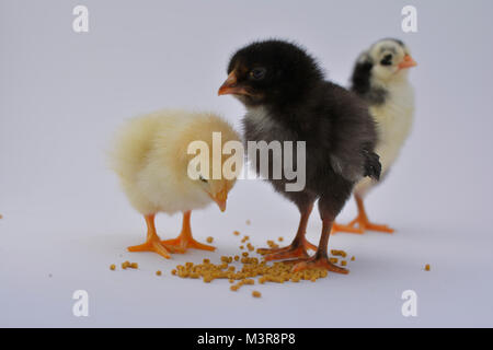 Newborn chicken chicks eating fodder on white background Stock Photo