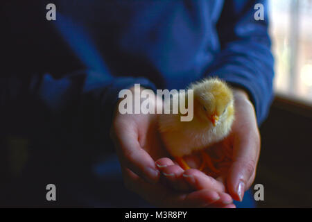 little chick in the hand of woman. A white and yellow chick Stock Photo
